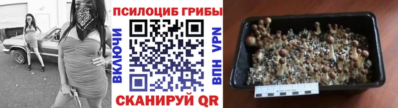 Псилоцибиновые грибы ЛСД  Купить где  Луга 